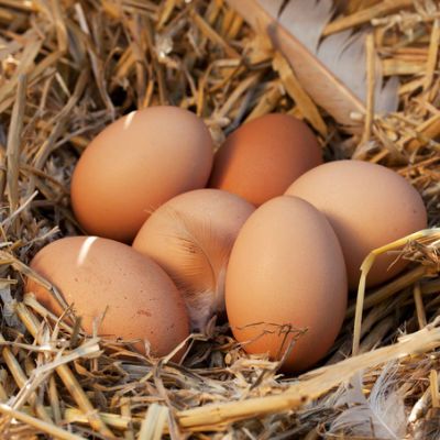 Wer sammelt alle Eier ein? • Foto: juefraphoto/Fotolia.com